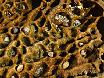 Honeycombed Sandstone filled with Pebbles
