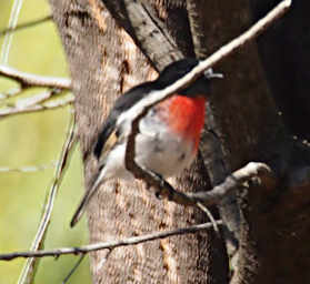Scarlet Robin