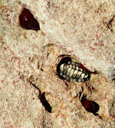 Chiton in Rock Pocket