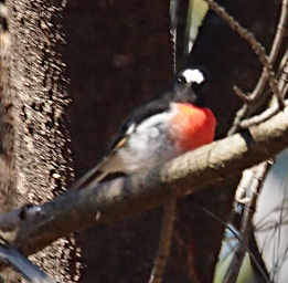 Scarlet Robin