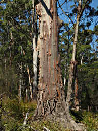 Eucalyptus Tree