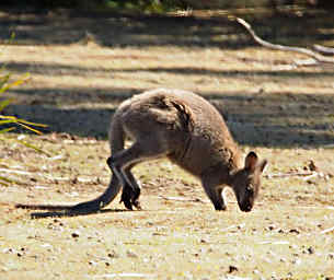 Hopping using Tail and Front Feet