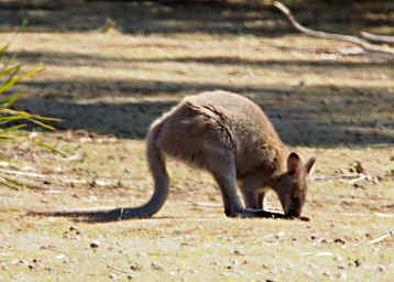 Balancing on Hind Feet using Tail