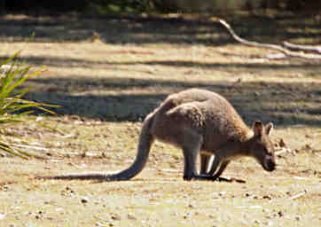 Bennetts Wallaby