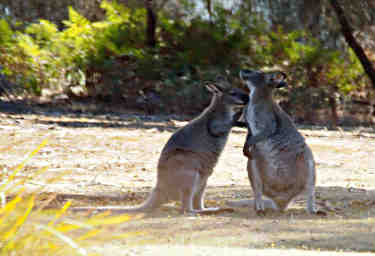 Bennetts Wallaby