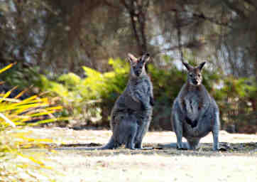 Bennetts Wallaby