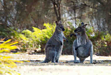 Bennetts Wallaby