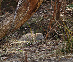 Wombat