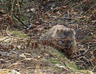 Wombat