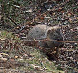 Wombat