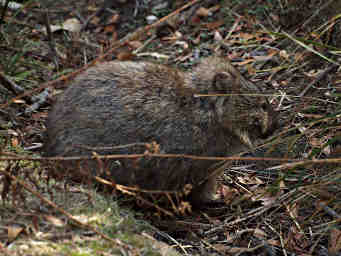Wombat