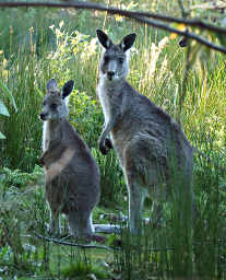 Forester Kangaroos