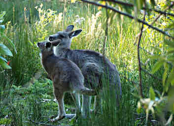 Forester Kangaroos