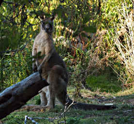 Forester Kangaroo