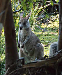 Forester Kangaroo