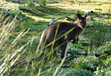Bennetts Wallaby
