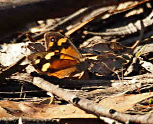 Butterfly