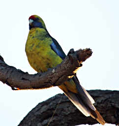 Green Rosella