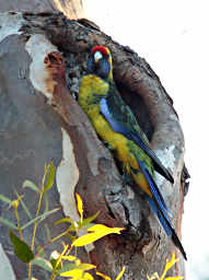 Green Rosella