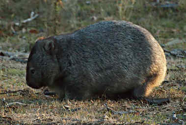 Wombat