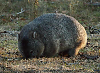 Wombat