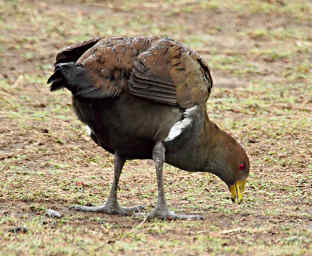Native Hen