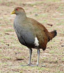Native Hen