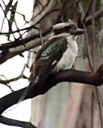 Kookaburra