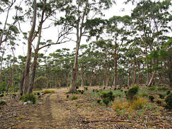 Eucalyptus forest