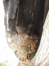 Burned out trunk