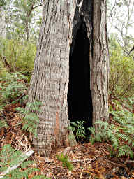 Burned out trunk