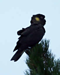 Black Cockatoo