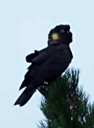Black Cockatoo
