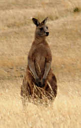 Forester Kangaroo