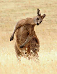Forester Kangaroo