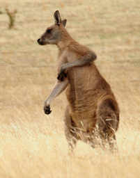 Forester Kangaroo