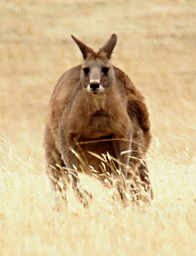 Forester Kangaroo
