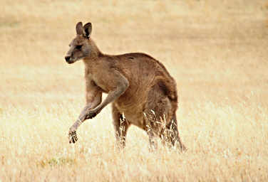 Forester Kangaroo