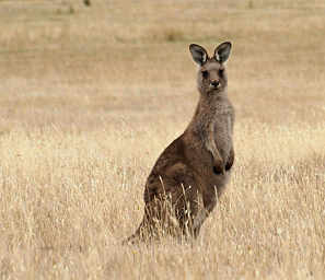 Forester Kangaroo