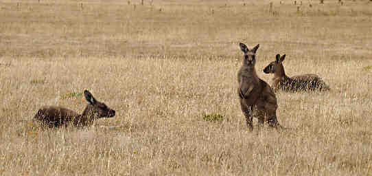 Forester Kangaroo