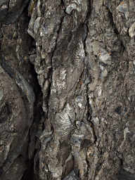 Fossils