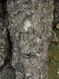 Fossils