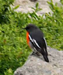 Flame Robin