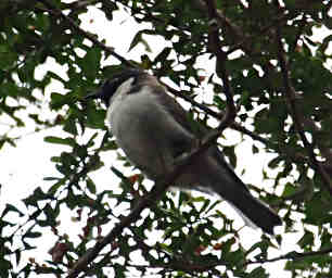 Black Headed Honeyeater