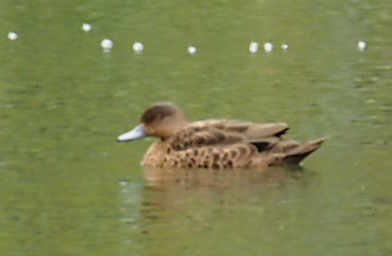 Grey Teal?