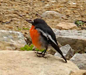 Flame Robin