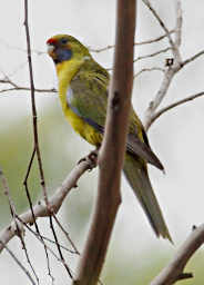 Green Rosella