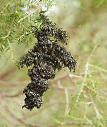 Flies on Tree Branch