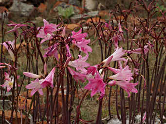 Xxx Flower (Pink)