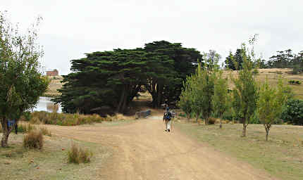 Dona, Arch of Trees